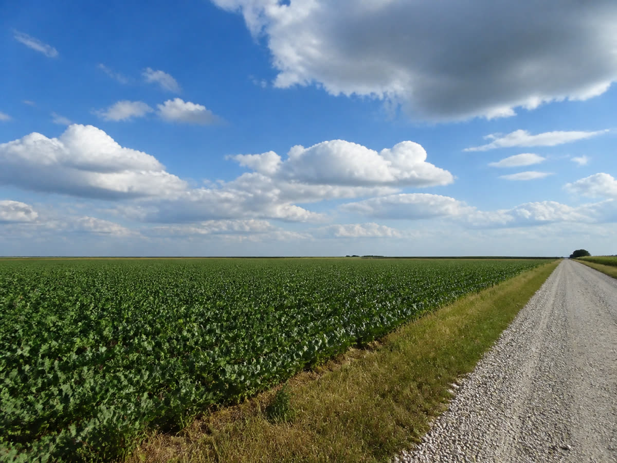 Harvested farmland at golden hour
